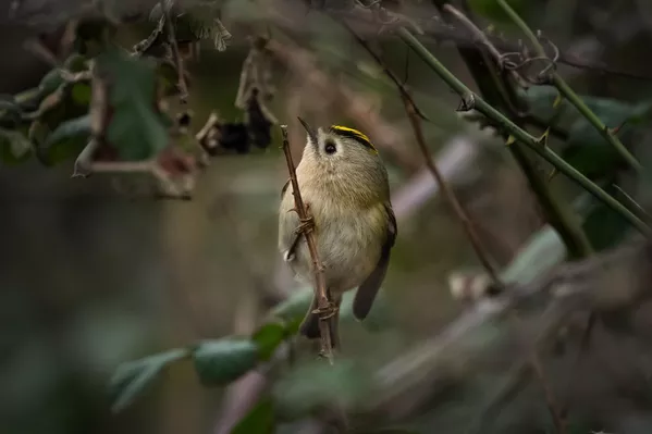 Toplam vücut ağırlığı yaklaşık 6 gram, boyu ise ortalama 7 santimetre olan çalıkuşu, genellikle yüksek rakımlı ve sık ormanlık alanlarda yaşamını sürdürüyor. Yaz aylarında daha çok dağlık ve serin bölgelerde görülen bu tür, hava sıcaklıklarının düşmesiyle birlikte daha ılıman alanlara göç ediyor. Toplam vücut ağırlığı yaklaşık 6 gram, boyu ise ortalama 7 santimetre olan çalıkuşu, genellikle yüksek rakımlı ve sık ormanlık alanlarda yaşamını sürdürüyor. Yaz aylarında daha çok dağlık ve serin bölgelerde görülen bu tür, hava sıcaklıklarının düşmesiyle birlikte daha ılıman alanlara göç ediyor. - Sputnik Türkiye