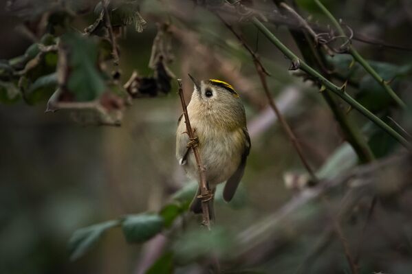 Toplam vücut ağırlığı yaklaşık 6 gram, boyu ise ortalama 7 santimetre olan çalıkuşu, genellikle yüksek rakımlı ve sık ormanlık alanlarda yaşamını sürdürüyor. Yaz aylarında daha çok dağlık ve serin bölgelerde görülen bu tür, hava sıcaklıklarının düşmesiyle birlikte daha ılıman alanlara göç ediyor. Toplam vücut ağırlığı yaklaşık 6 gram, boyu ise ortalama 7 santimetre olan çalıkuşu, genellikle yüksek rakımlı ve sık ormanlık alanlarda yaşamını sürdürüyor. Yaz aylarında daha çok dağlık ve serin bölgelerde görülen bu tür, hava sıcaklıklarının düşmesiyle birlikte daha ılıman alanlara göç ediyor. - Sputnik Türkiye