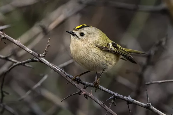 Böcekler, larvalar ve küçük omurgasızlarla beslenen çalıkuşu, dallar arasında sürekli hareket halinde olmasıyla biliniyor. Böcekler, larvalar ve küçük omurgasızlarla beslenen çalıkuşu, dallar arasında sürekli hareket halinde olmasıyla biliniyor. - Sputnik Türkiye