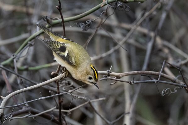 Kış döneminde deniz seviyesine kadar inebilen çalıkuşları, bu süreçte bahçeler, çalılık alanlar ve tarım arazileri çevresinde beslenme faaliyetlerini artırıyor. Kış döneminde deniz seviyesine kadar inebilen çalıkuşları, bu süreçte bahçeler, çalılık alanlar ve tarım arazileri çevresinde beslenme faaliyetlerini artırıyor. - Sputnik Türkiye