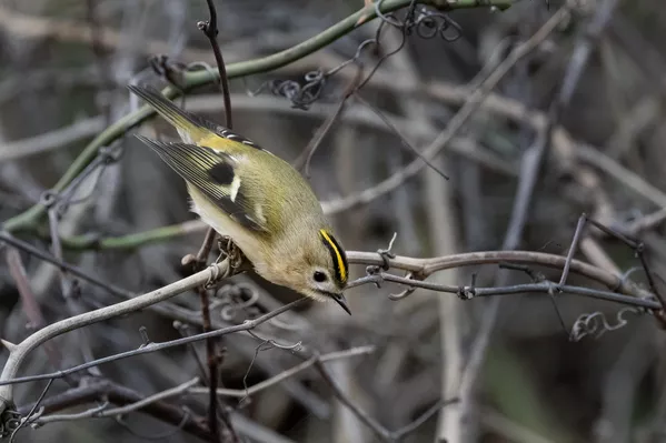 Kış döneminde deniz seviyesine kadar inebilen çalıkuşları, bu süreçte bahçeler, çalılık alanlar ve tarım arazileri çevresinde beslenme faaliyetlerini artırıyor. Kış döneminde deniz seviyesine kadar inebilen çalıkuşları, bu süreçte bahçeler, çalılık alanlar ve tarım arazileri çevresinde beslenme faaliyetlerini artırıyor. - Sputnik Türkiye