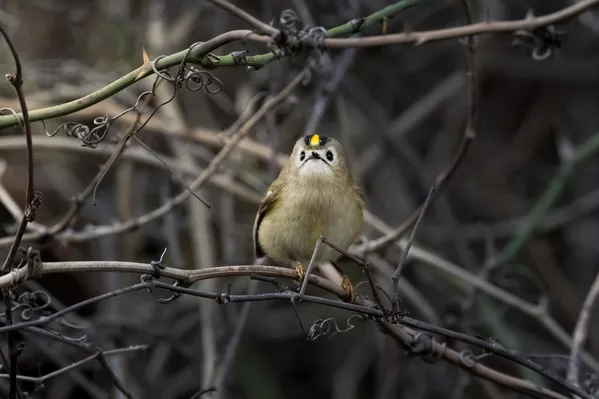Yuvarlak gövdesi, kısa kuyruğu ve ince gagasıyla tanınan çalıkuşu, küçük boyutuna rağmen oldukça güçlü bir ses yapısına sahip. Yuvarlak gövdesi, kısa kuyruğu ve ince gagasıyla tanınan çalıkuşu, küçük boyutuna rağmen oldukça güçlü bir ses yapısına sahip. - Sputnik Türkiye
