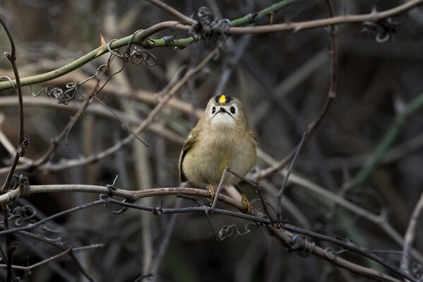 Yuvarlak gövdesi, kısa kuyruğu ve ince gagasıyla tanınan çalıkuşu, küçük boyutuna rağmen oldukça güçlü bir ses yapısına sahip. Yuvarlak gövdesi, kısa kuyruğu ve ince gagasıyla tanınan çalıkuşu, küçük boyutuna rağmen oldukça güçlü bir ses yapısına sahip. - Sputnik Türkiye