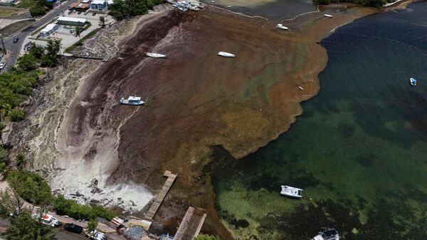 Porto Riko kıyılarındaki deniz salyası görünümü - Sputnik Türkiye
