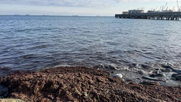 Kırmızı yosun - Sputnik Türkiye