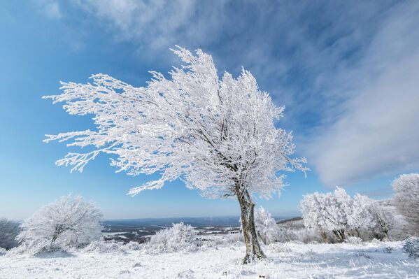 Kırklareli'nde Istranca Ormanları ve Mahyatepe mevkisindeki ormanlık alan karla kaplandı. Kırklareli'nde Istranca Ormanları ve Mahyatepe mevkisindeki ormanlık alan karla kaplandı. - Sputnik Türkiye