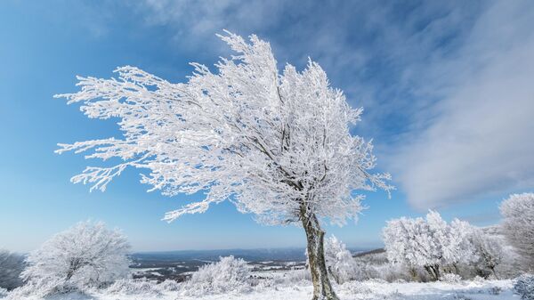 Istranca Ormanları karla kaplanınca ortaya kartpostallık görüntüler çıktı - Sputnik Türkiye