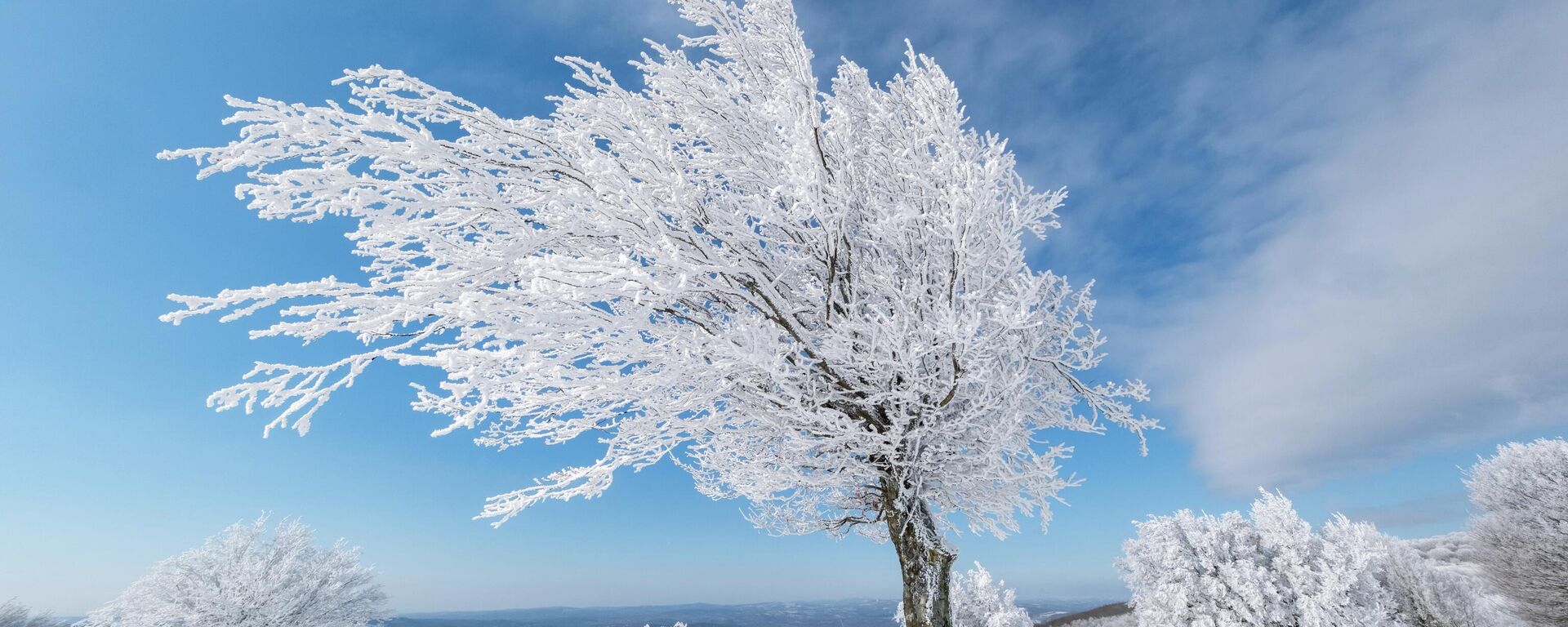 Istranca Ormanları karla kaplanınca ortaya kartpostallık görüntüler çıktı Istranca Ormanları karla kaplanınca ortaya kartpostallık görüntüler çıktı - Sputnik Türkiye, 1920, 20.01.2026