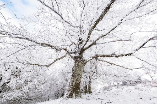 Yoğun kar yağışı ormanda kartpostallık görüntüleri ortaya çıkardı. Yoğun kar yağışı ormanda kartpostallık görüntüleri ortaya çıkardı. - Sputnik Türkiye