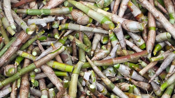 Bilim insanları 'bambu filizlerinin' yeni süper besin olabileceğini düşünüyor - Sputnik Türkiye