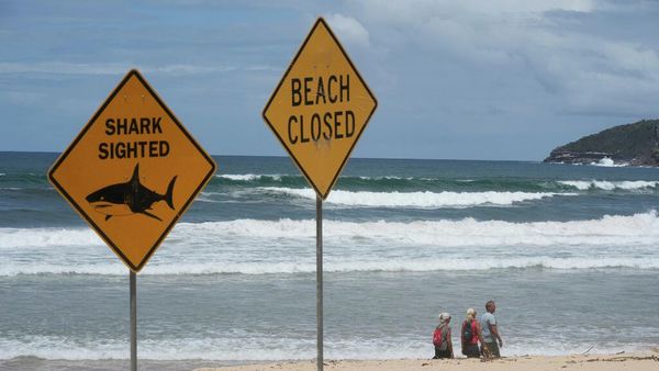 Avustralya plajları, artan köpek balığı saldırıları sonrasında kapandı - Sputnik Türkiye