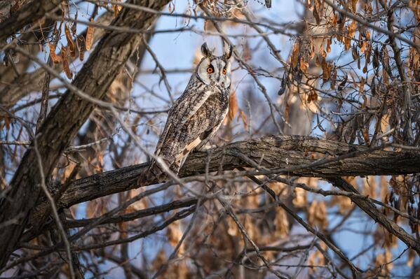 Van’ın kırsal kesimlerinde görüntülenen kulaklı orman baykuşları, kış aylarında sergiledikleri toplu yaşam davranışıyla dikkat çekiyor. Soğuk havaların etkisini artırdığı dönemlerde bir araya gelen baykuşlar, sık yapraklı ve korunaklı ağaçları tercih ederek burada kışı geçiriyor. - Sputnik Türkiye