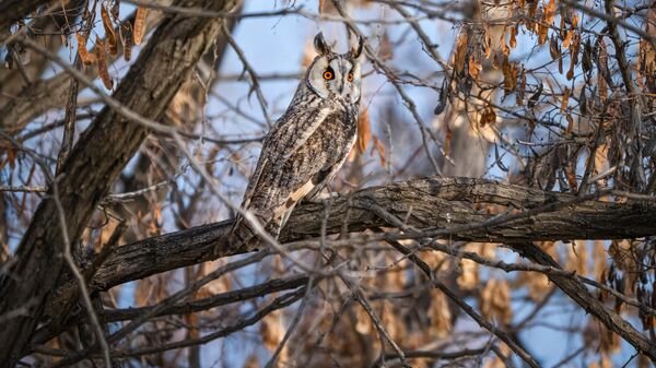 Van kırsalında kulaklı orman baykuşları kışı birlikte geçiriyor - Sputnik Türkiye