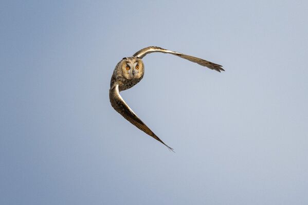 Gündüz saatlerini büyük ölçüde hareketsiz şekilde dinlenerek geçiren orman baykuşları, geceleri ise beslenmek için geniş alanlara dağılıyor. Küçük kemirgenler, fareler ve bazı kuş türleriyle beslenen bu yırtıcılar, doğal dengenin korunmasında önemli rol oynuyor. - Sputnik Türkiye