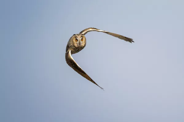 Gündüz saatlerini büyük ölçüde hareketsiz şekilde dinlenerek geçiren orman baykuşları, geceleri ise beslenmek için geniş alanlara dağılıyor. Küçük kemirgenler, fareler ve bazı kuş türleriyle beslenen bu yırtıcılar, doğal dengenin korunmasında önemli rol oynuyor. - Sputnik Türkiye