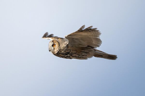 Bilimsel adı Asio otus olan kulaklı orman baykuşları, uzun kulak tüyleri ve keskin bakışlarıyla tanınıyor. Gece avlanma konusunda oldukça yetenekli olan bu tür, güçlü işitme ve görüş kabiliyeti sayesinde karanlıkta bile avını kolayca tespit edebiliyor. - Sputnik Türkiye