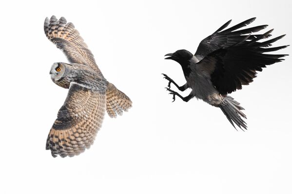 Uzmanlara göre kulaklı orman baykuşlarının kışın toplu halde yaşamasının temel nedeni, soğuktan korunmak ve enerji tasarrufu sağlamak. Bir arada duran baykuşlar, vücut ısılarını daha kolay muhafaza edebiliyor ve sert hava koşullarına karşı dayanıklılık kazanıyor. - Sputnik Türkiye