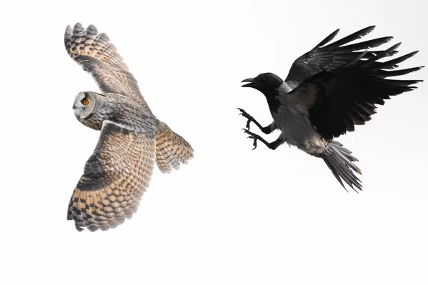 Uzmanlara göre kulaklı orman baykuşlarının kışın toplu halde yaşamasının temel nedeni, soğuktan korunmak ve enerji tasarrufu sağlamak. Bir arada duran baykuşlar, vücut ısılarını daha kolay muhafaza edebiliyor ve sert hava koşullarına karşı dayanıklılık kazanıyor. - Sputnik Türkiye