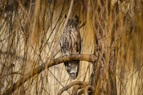Kulaklı orman baykuşları yalnızca kırsal alanlarla sınırlı kalmıyor. Tür, bazı dönemlerde şehir merkezlerindeki parklar, bahçeler ve ağaçlık alanlarda da görülebiliyor. Gürültüden uzak ve yüksek ağaçların bulunduğu bölgeler, baykuşlar için güvenli yaşam alanı oluşturuyor. - Sputnik Türkiye