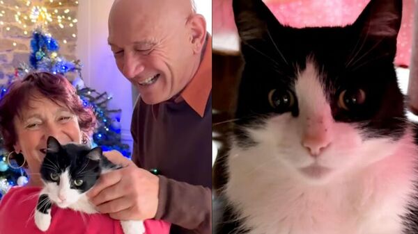 İspanya'da kaybolan kedi, Fransa'daki evine döndü - Sputnik Türkiye