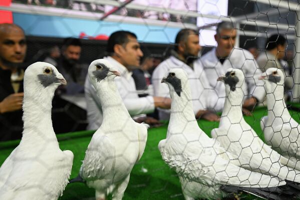 Gaziantep'te güvercin güzellik yarışması düzenlendi - Sputnik Türkiye