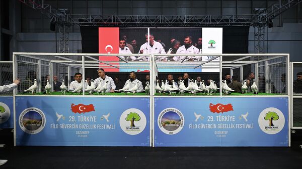 Gaziantep'te güvercin güzellik yarışması düzenlendi - Sputnik Türkiye
