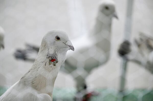 Festivalde, 15 farklı kategoride en güzel güvercinlerin sahiplerine kupa ödülleri takdim edildi. - Sputnik Türkiye