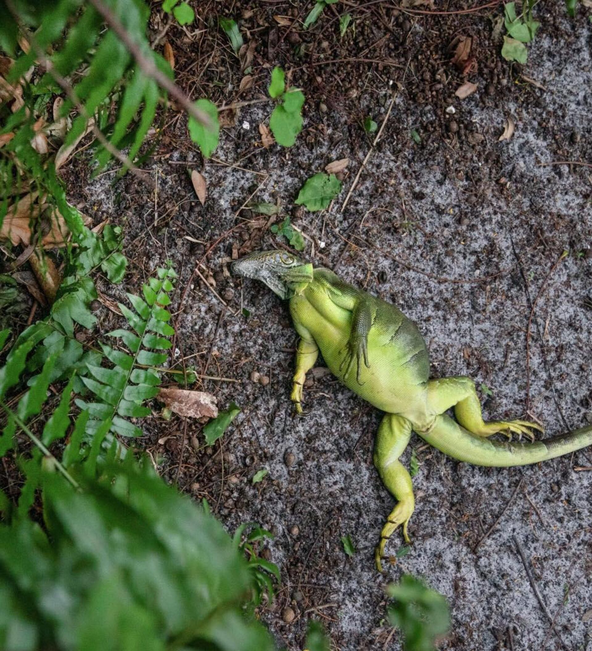 Iguanalar - Sputnik Türkiye, 1920, 04.02.2026