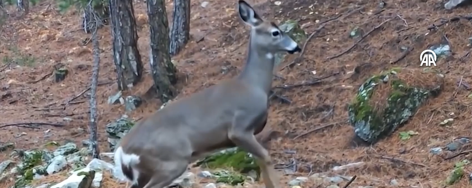 karaca  - Sputnik Türkiye, 1920, 04.02.2026
