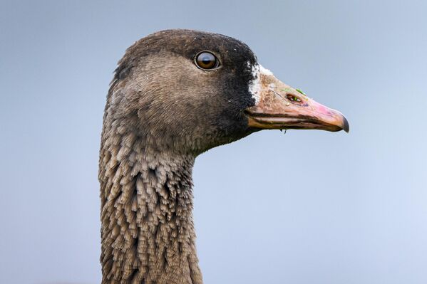 Sakarca kazları genellikle tundra, bataklık ve sulak alanlarda ürüyor. Yaz aylarını Kuzey Avrupa, Sibirya ve Orta Asya’da geçiren bu tür, kış aylarında ise Güney Avrupa, Orta Doğu ve Akdeniz havzasına göç ediyor. Türkiye, bu göç rotası üzerinde önemli bir geçiş ve konaklama noktası olarak öne çıkıyor. - Sputnik Türkiye