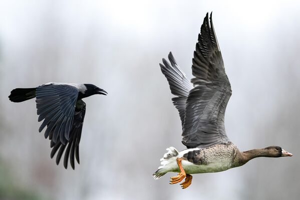 Bu kuşlar, her yıl binlerce kilometrelik mesafeleri kat ederek mevsimsel göç gerçekleştiriyor. Sürüler halinde uçan sakarca kazları, yön bulmada güneşin konumundan, yıldızlardan ve manyetik alanlardan yararlanıyor. - Sputnik Türkiye