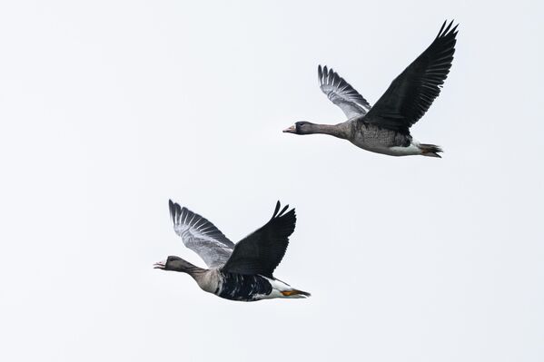 Göç sırasında yönünü şaşırdığı değerlendirilen iki sakarca kazı ise İstanbul’da bir parkta görüldü. - Sputnik Türkiye