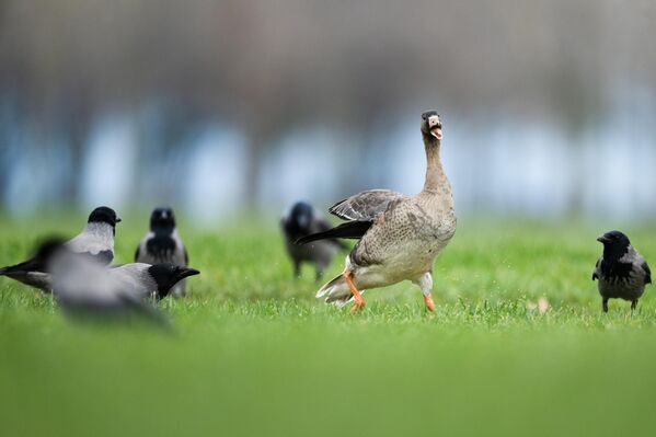 Avrupa ve Asya’nın kuzey kesimlerinde üreyen sakarca kazları, kış mevsiminin başlamasıyla birlikte Türkiye’nin de aralarında bulunduğu daha güney bölgelere göç ediyor.  - Sputnik Türkiye