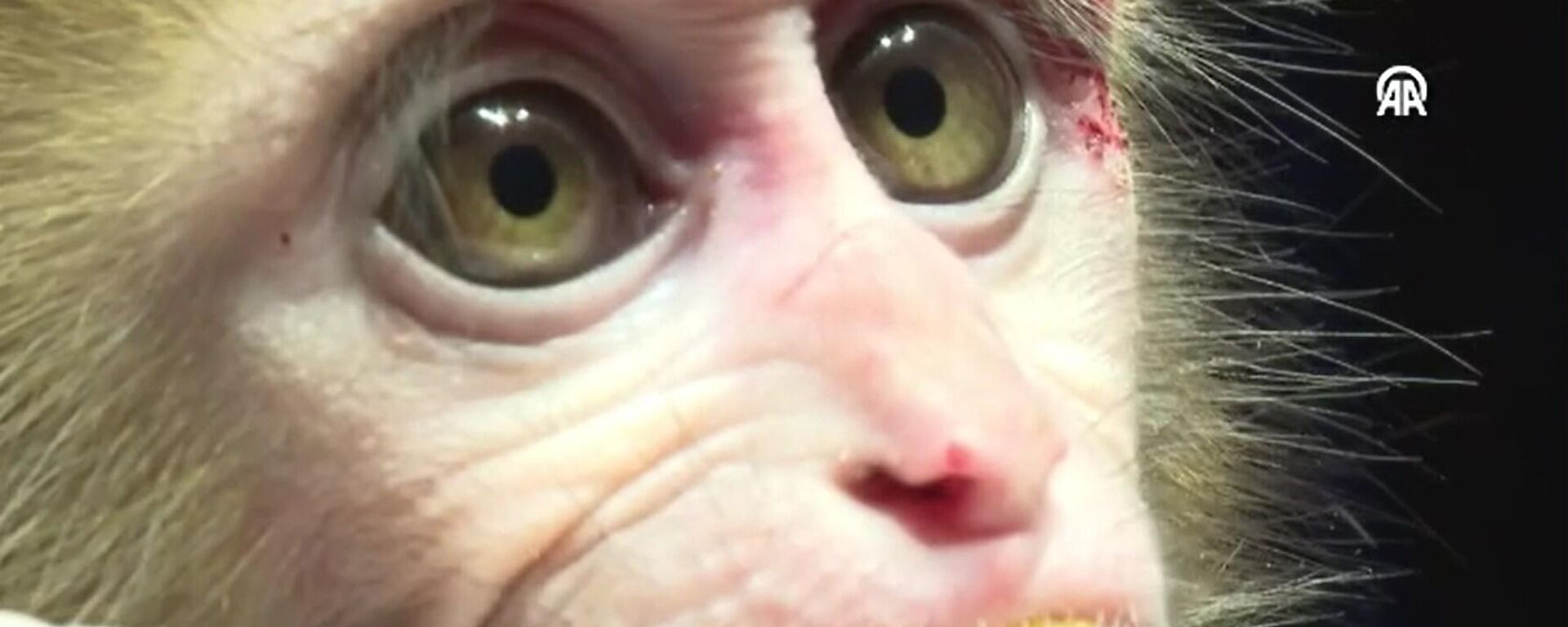 Yavru maymun 'Portakal' - Sputnik Türkiye, 1920, 09.02.2026