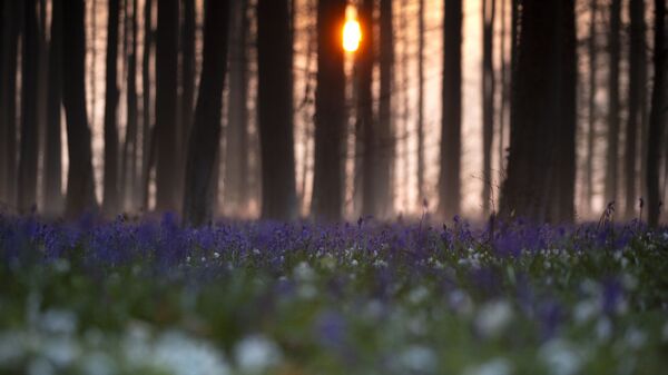 Синий лес Халлербос в Бельгии с цветущими гиацинтами - Sputnik Türkiye