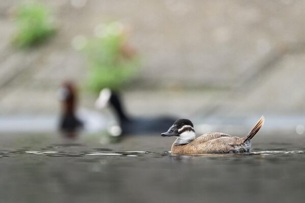 Türkiye'de Göller Yöresi'ndeki sazlıklarla çevrili göllerde ve Göksu Deltası'nda yaşayan dikkuyruklar, en yoğun Burdur'da bulunur. - Sputnik Türkiye