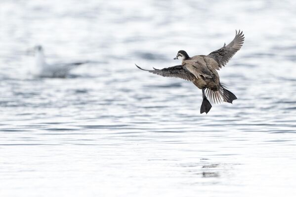İklim değişikliği ve sulak alan kayıpları nedeniyle yaşam alanları daralan türün, dünya üzerindeki üreme alanlarının yaklaşık yarısının 20. yüzyıl boyunca yok olduğu ifade ediliyor. - Sputnik Türkiye