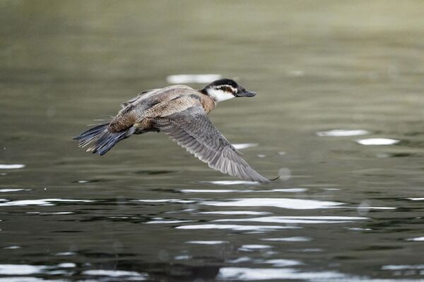 Koruma altına alınmış bu türün avlanması yasaktır.  - Sputnik Türkiye