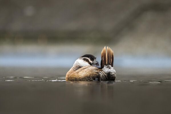 Küresel ölçekte nesli tehlike altında bulunan ve Uluslararası Doğa Koruma Birliği (IUCN) tarafından nesli tükenmekte olan türler arasında gösterilen dikkuyruk ördekleri, Kocaeli’de görüntülendi. - Sputnik Türkiye