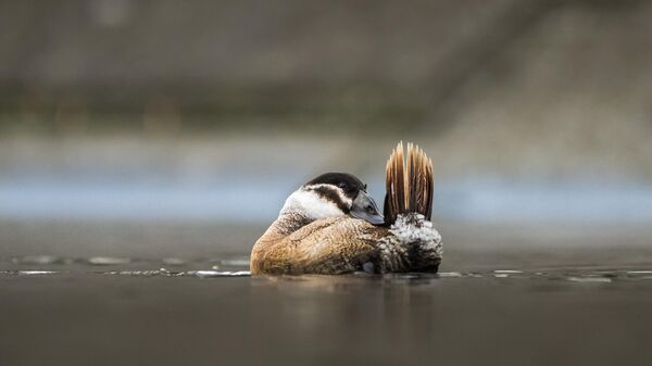 Nesli tehlike altındaki dikkuyruk ördekleri Kocaeli’de görüntülendi - Sputnik Türkiye