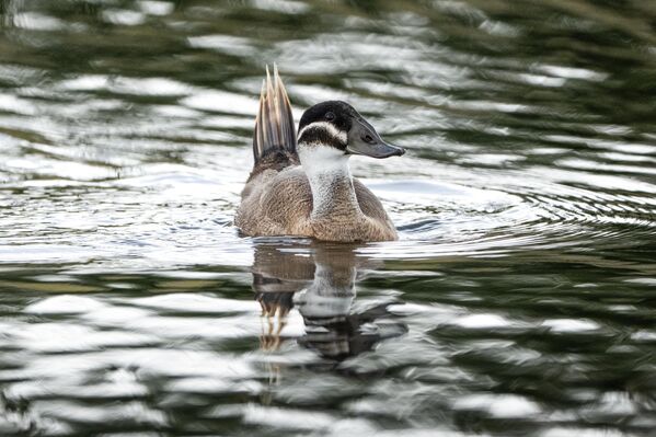 İlginç görünümleriyle dikkat çeken ve dalıcı ördekler grubunda yer alan dikkuyrukların dünya genelindeki sayısının 10 binin altına düştüğü belirtiliyor. - Sputnik Türkiye