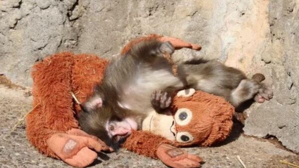 Punch - Sputnik Türkiye