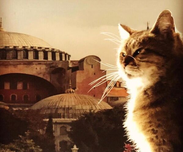 Gli (Ayasofya – İstanbul)2004’te Ayasofya’da doğan Gli, yapının simgelerinden biri haline geldi. 2009’da ABD Başkanı Barack Obama’nın ziyareti sırasında dünya gündemine çıktı. 2020’de Ayasofya’nın yeniden ibadete açılması sürecinde sosyal medyada tekrar fenomen oldu.  - Sputnik Türkiye