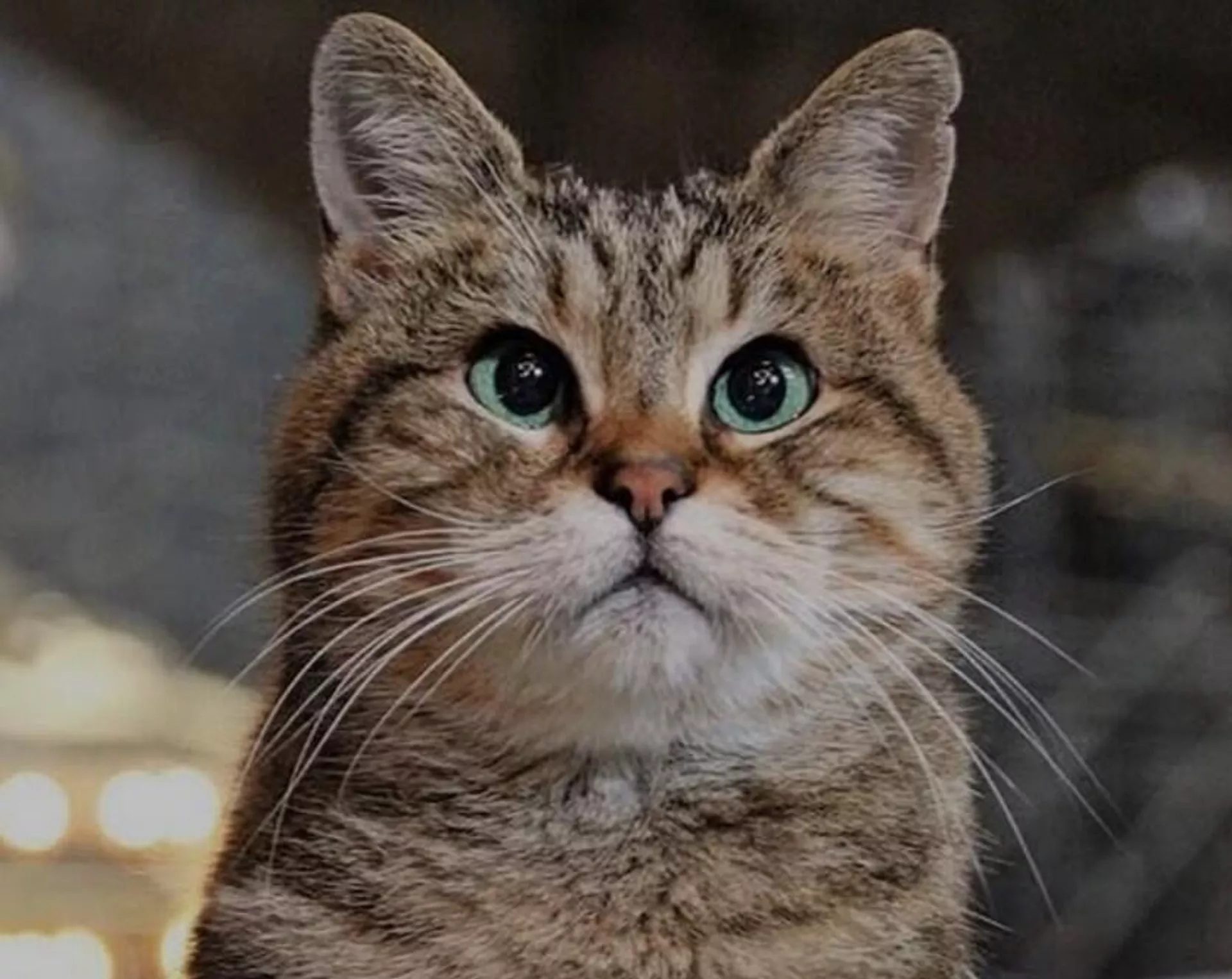 kedi - Sputnik Türkiye, 1920, 20.02.2026