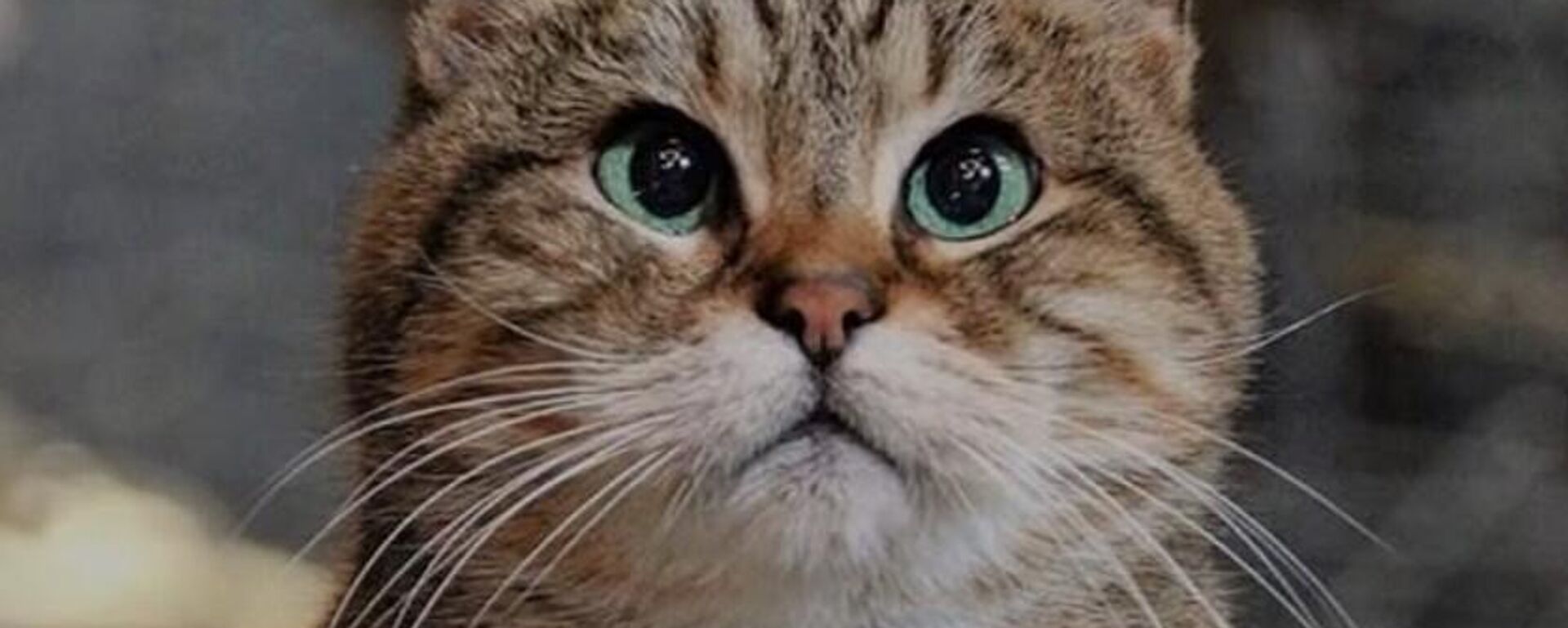kedi - Sputnik Türkiye, 1920, 19.06.2026