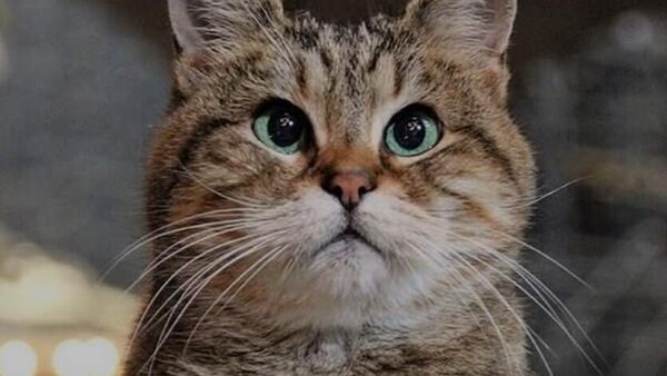 kedi - Sputnik Türkiye