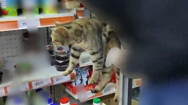 Market rafından çıkan kedi - Sputnik Türkiye