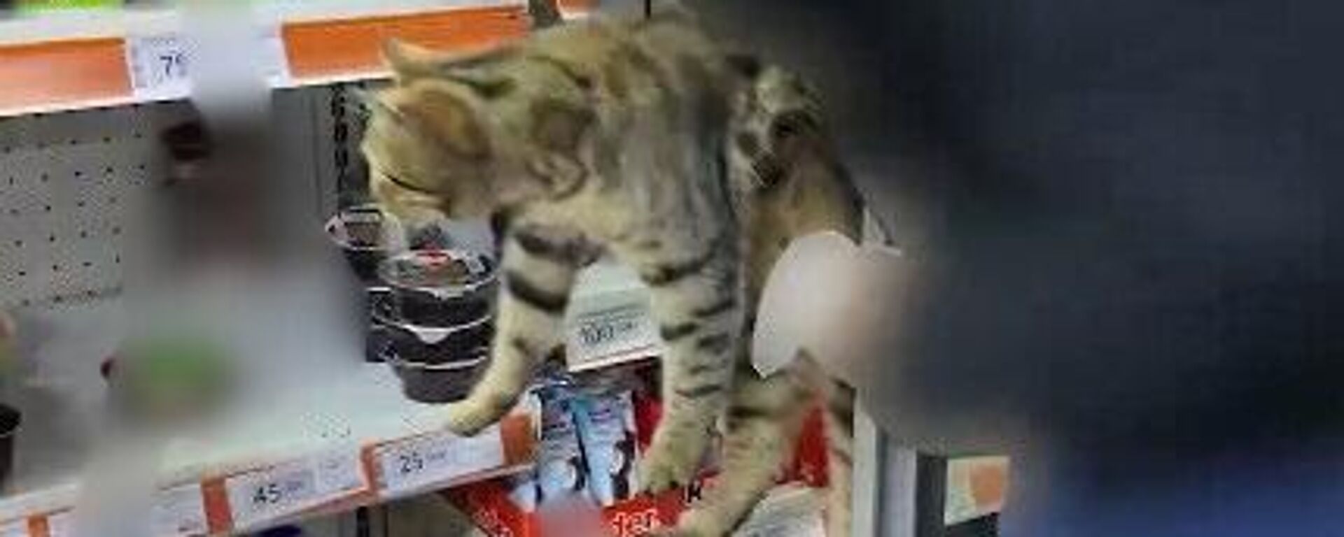 Market rafından çıkan kedi - Sputnik Türkiye, 1920, 19.02.2026
