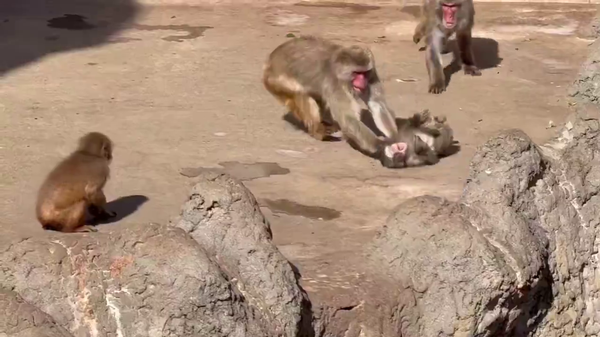 Yavru maymun Punch - Sputnik Türkiye