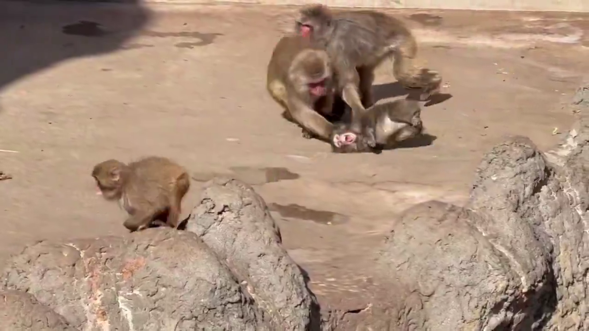 Yavru maymun Punch - Sputnik Türkiye, 1920, 20.02.2026